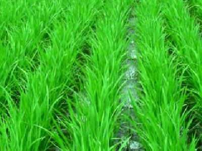 減農薬米とは？